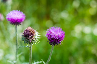 Close-up of flowering plant