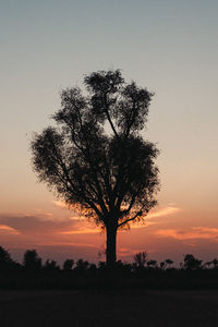 Silhouette tree on field against sky at sunset