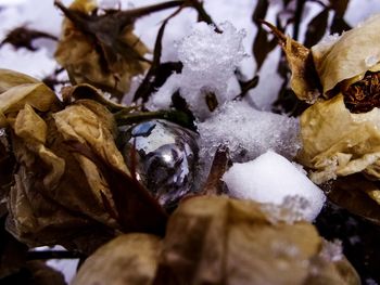 Close-up of snow