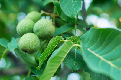 Close-up of fruits on tree