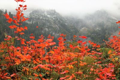 Scenic view of flowering plants in forest during foggy weather