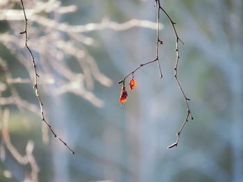 Close-up of ladybug on tree