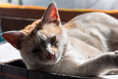 Close-up of a cat resting