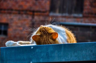Close-up of cat