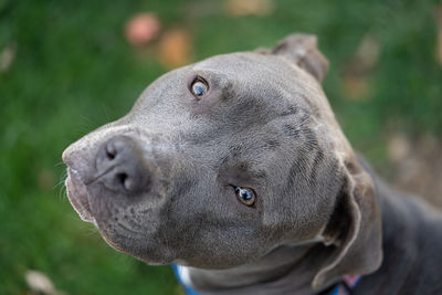 Close up of a pitbull puppy looking up at the camera on a sunny day