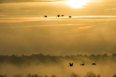 Silhouette birds flying against sky during sunset