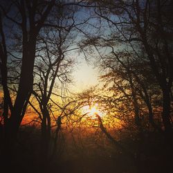 Sun shining through trees