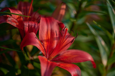 Close-up of red flowering plant