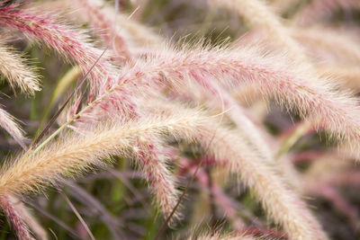 Close-up of cactus plant