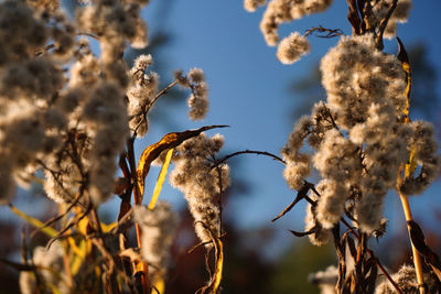 Low angle view of flowering tree against sky