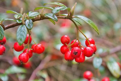 Close-up of red berries growing on tree