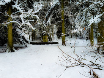 Trees on snow covered landscape