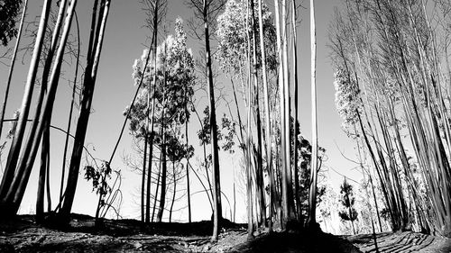 Panoramic view of trees against sky