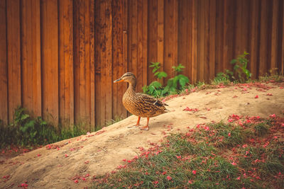 Bird perching on a wood