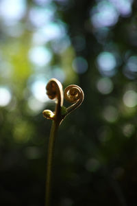 Close-up of plant against blurred background