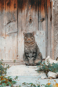 Portrait of cat sitting on wooden door