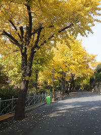 Road passing through forest