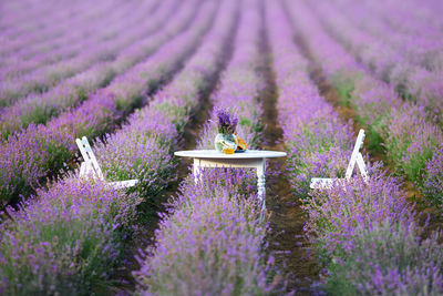 View chairs and table in purple flowering plants on field