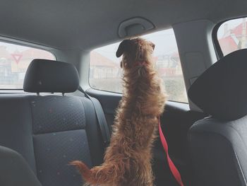 Rear view of dog sitting in car