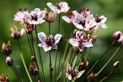 Close-up of white flowering plants