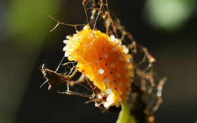 Close-up of spider