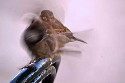 Close-up of sparrows on a blurred pink background. small and delicate urban postcard