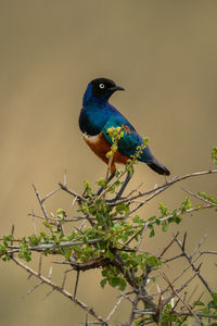 Superb starling in thorn tree turning head