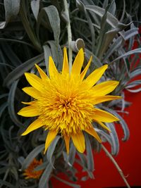 Close-up of yellow flower