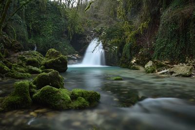 Scenic view of waterfall in forest