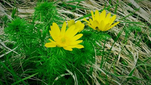 Close-up of yellow flower blooming in field