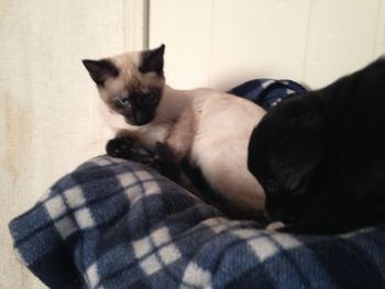 Cat lying on sofa