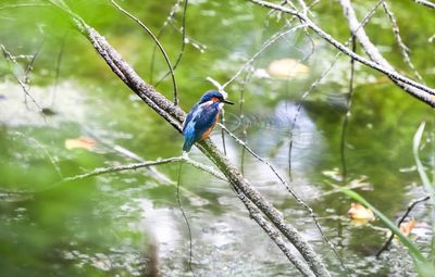 Bird perching on a tree