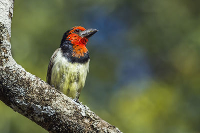 Close-up of bird perching on branch