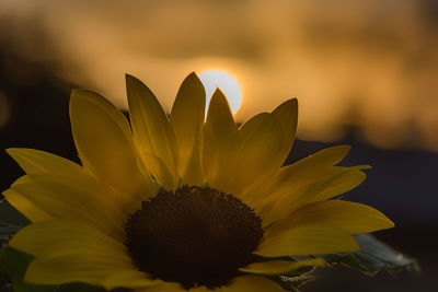 Close-up of yellow flower