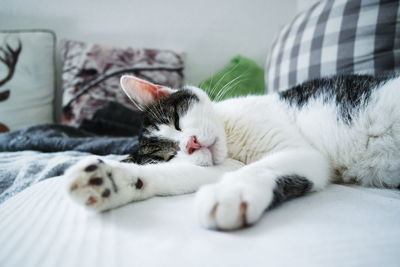 Close-up of cat sleeping on bed at home