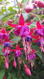 Close-up of pink flowering plant