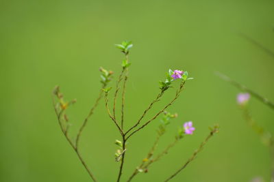 Close-up of pink flowering plant