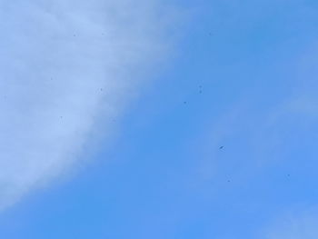 Low angle view of birds flying in sky