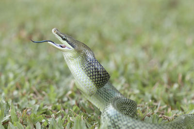 Close-up of a lizard on land