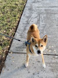 High angle view of dog on footpath