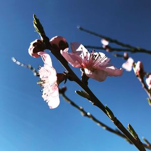 Low angle view of pink cherry blossoms against sky