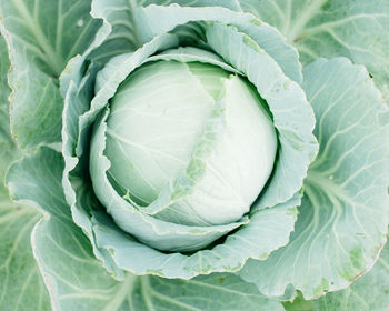 Full frame shot of cabbage