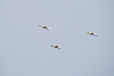 Low angle view of seagulls flying in the sky