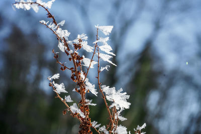 Close-up of snow on plant