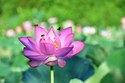 Close-up of pink flower