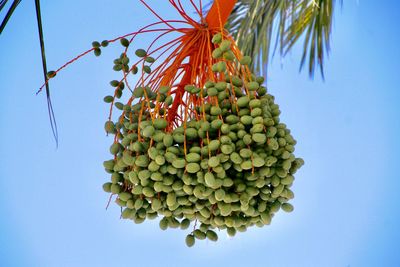 Low angle view of coconut palm tree against clear blue sky