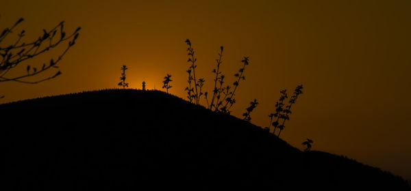 Low angle view of silhouette plants against sky during sunset