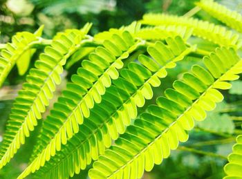 Close-up of fern leaves