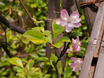 Close-up of pink flowering plant