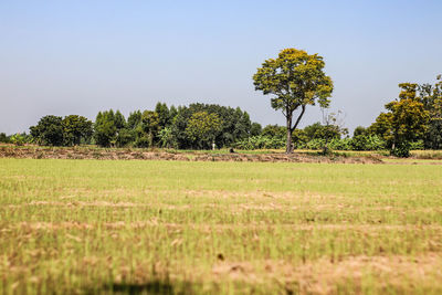 Trees on field against clear sky